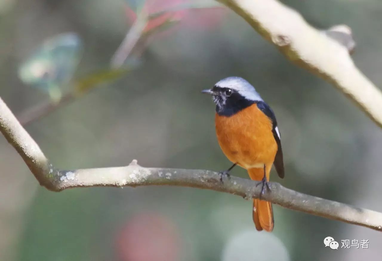 birdWatching