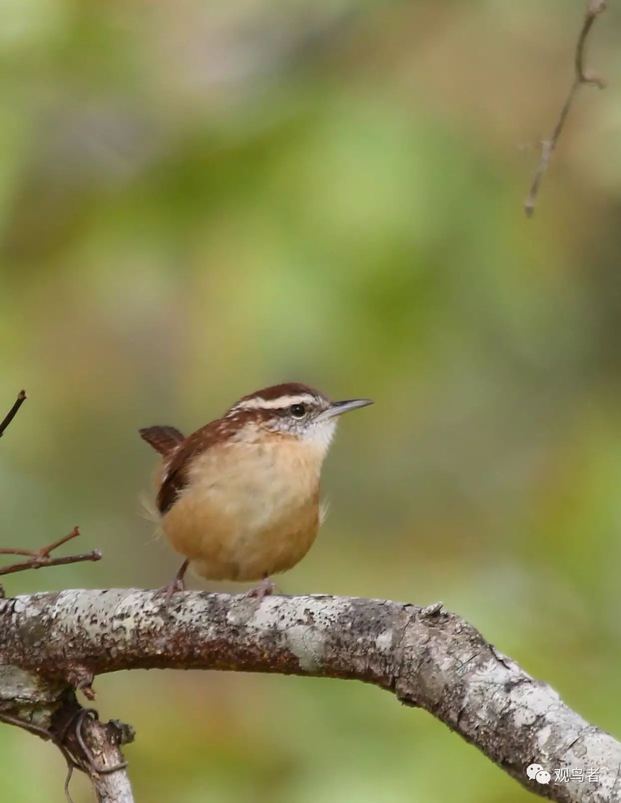 birdWatching