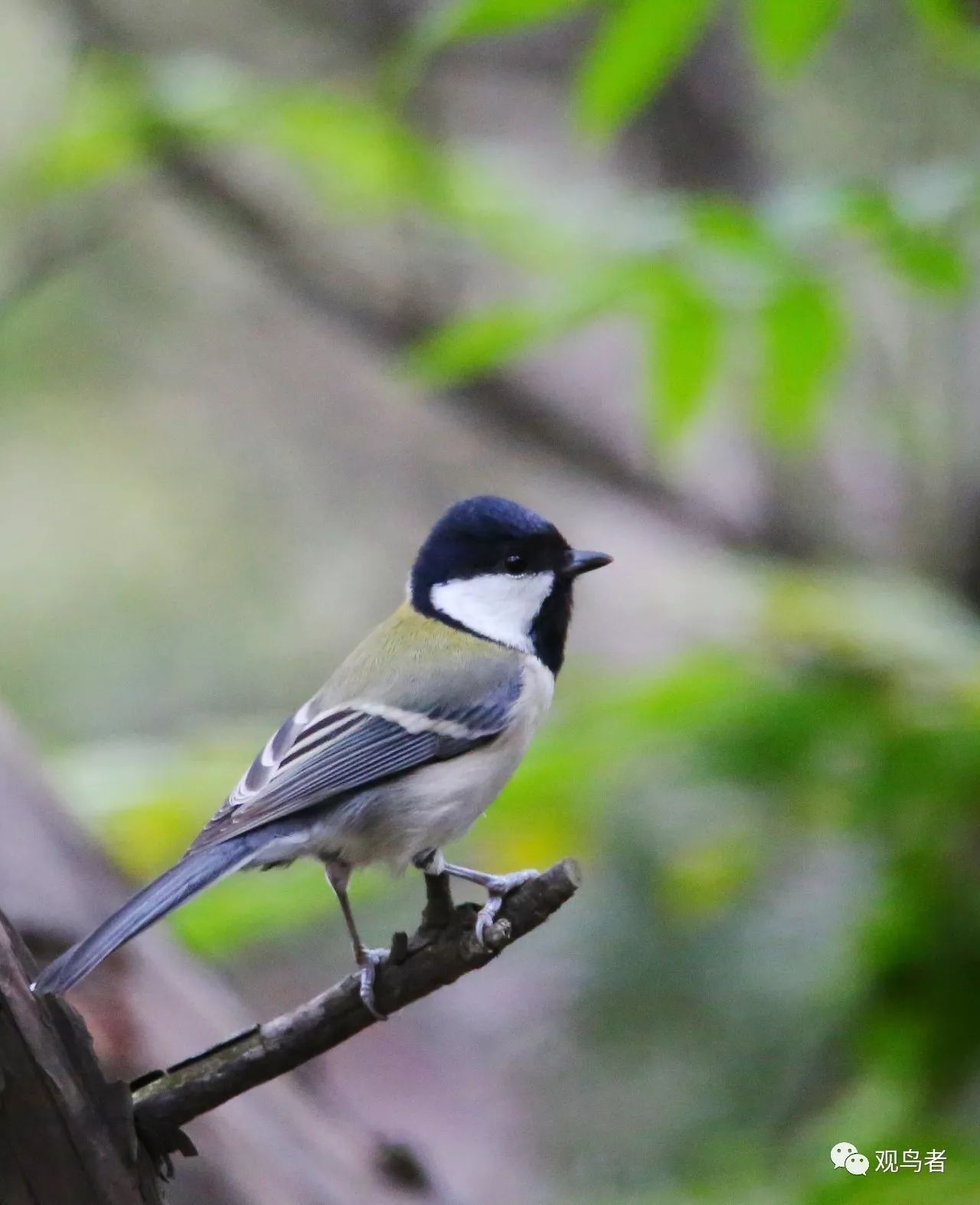 birdWatching