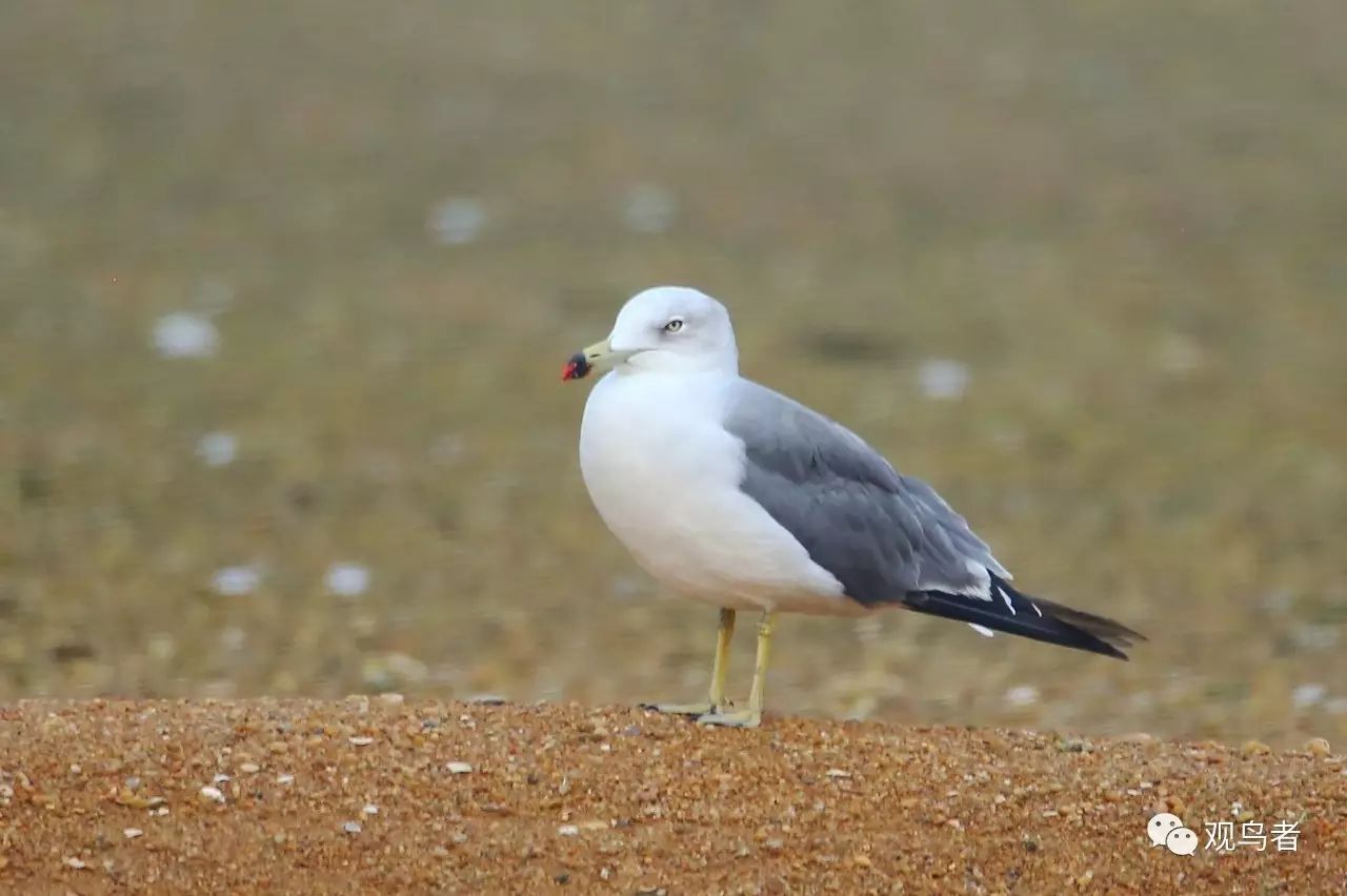 birdWatching