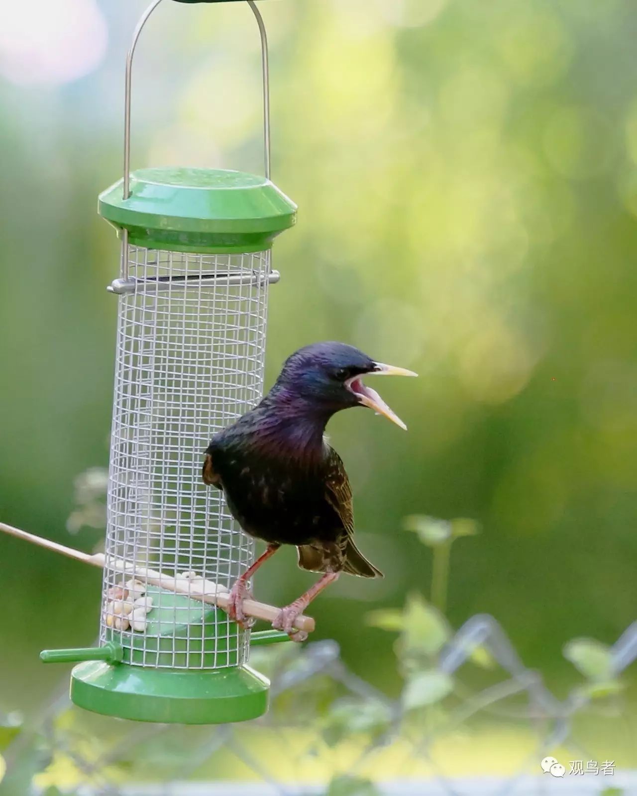 birdWatching