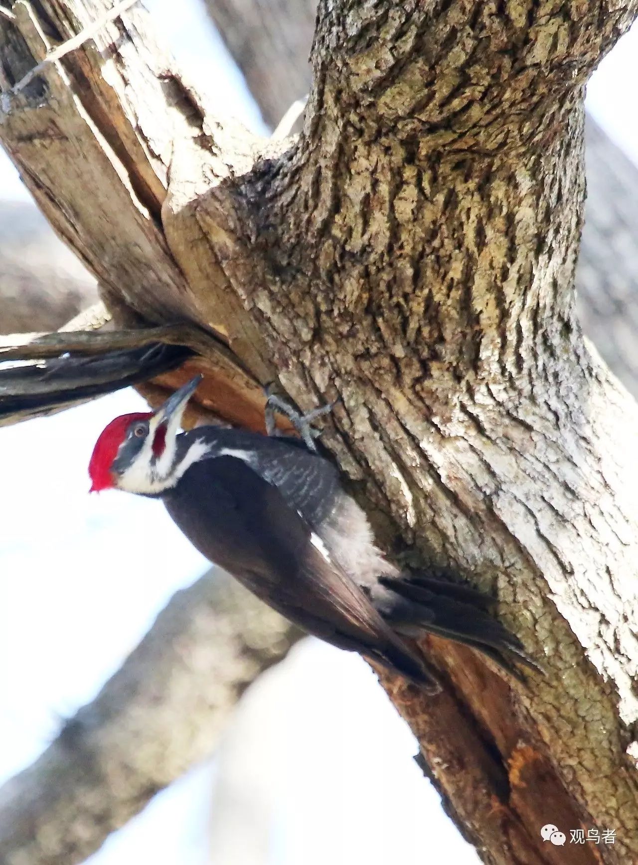 birdWatching