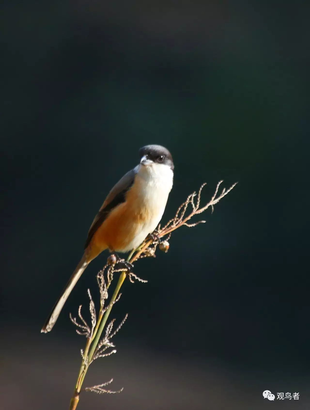 birdWatching