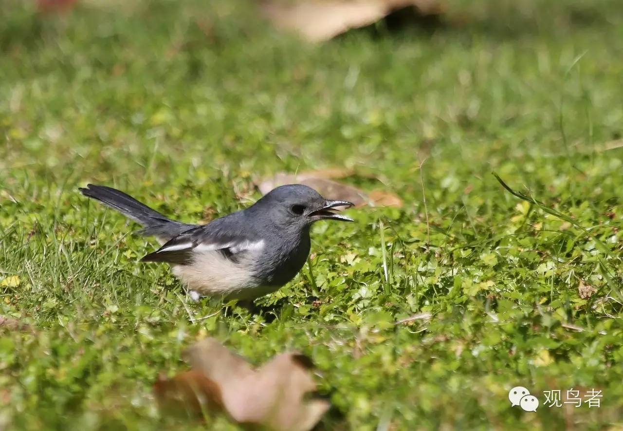 birdWatching