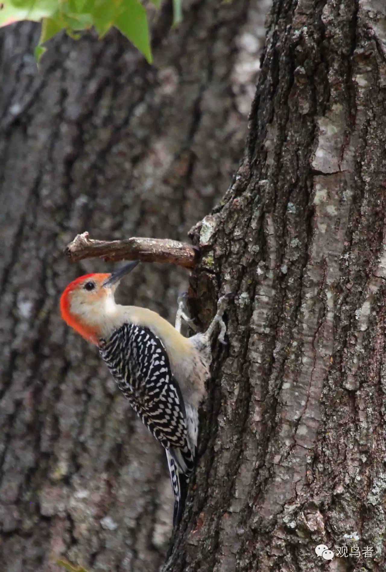 birdWatching