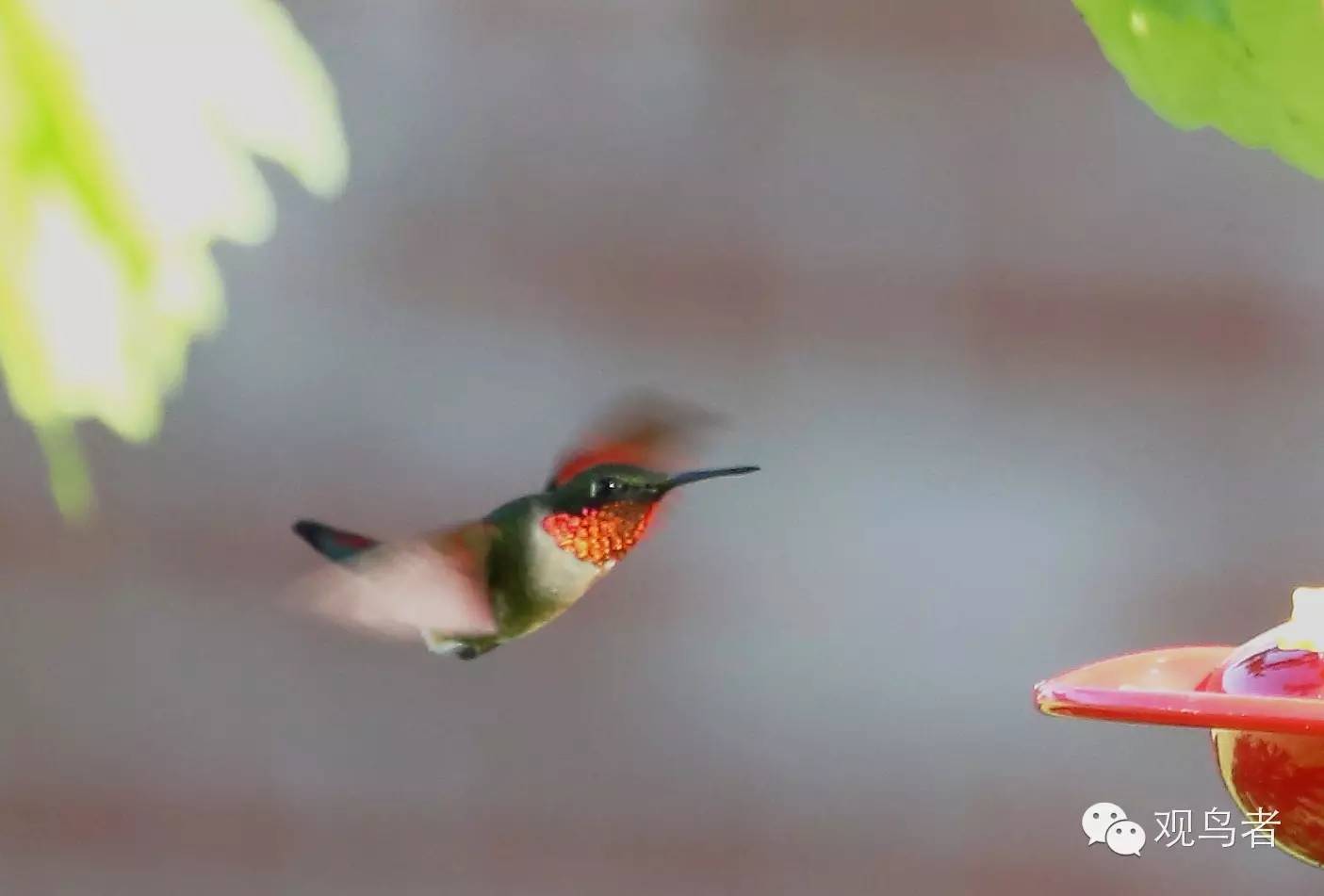 birdWatching