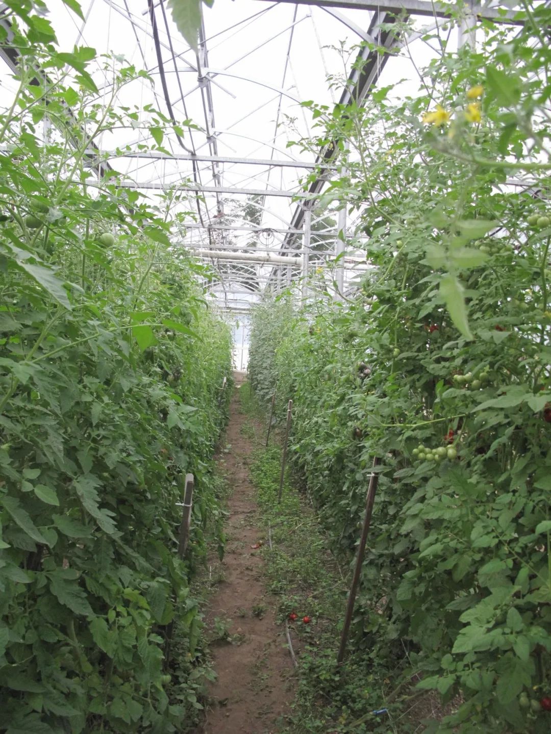 良食专栏 |  纽约石仓农场：正确的农业与正确的食物是一回事（下）