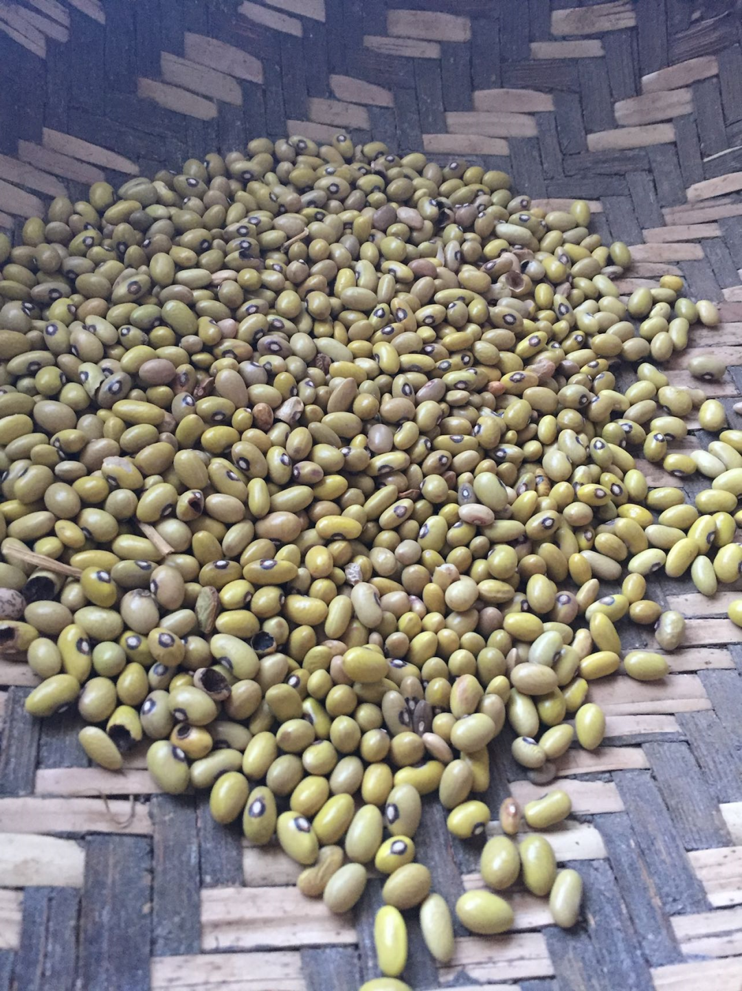 从云南练马拉松到哈佛种菜,一个美国女孩的食物认知转变之路 从云南练马拉松到哈佛种菜,一个美国女孩的食物认知转变之路