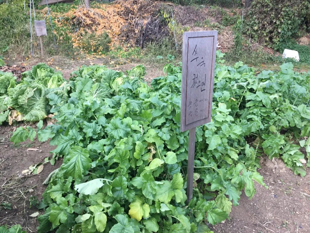 良食专栏 | 韩国泡菜:从田地到餐桌的故事 良食专栏 | 韩国泡菜:从田地到餐桌的故事