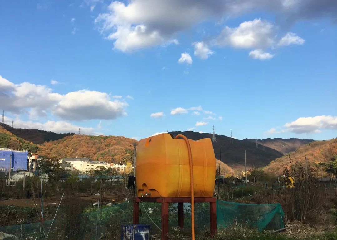 良食专栏 | 韩国泡菜:从田地到餐桌的故事 良食专栏 | 韩国泡菜:从田地到餐桌的故事