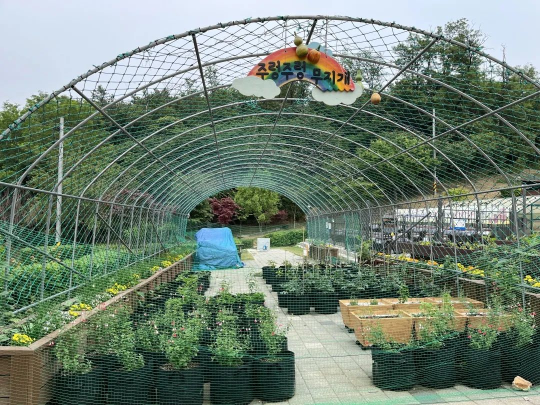 我在首尔都市农园种菜:从田园饮食到田园戏剧,菜地是我们融入城市的方法 | 良食专栏 我在首尔都市农园种菜:从田园饮食到田园戏剧,菜地是我们融入城市的方法 | 良食专栏