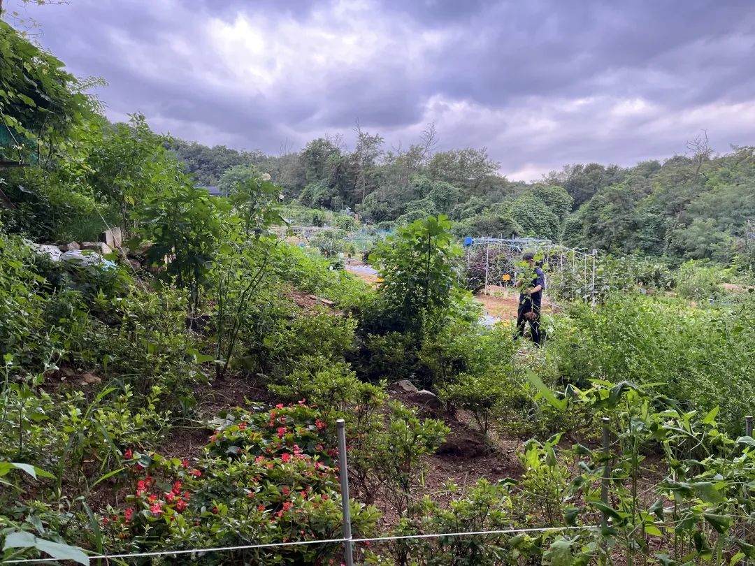 我在首尔都市农园种菜:从田园饮食到田园戏剧,菜地是我们融入城市的方法 | 良食专栏 我在首尔都市农园种菜:从田园饮食到田园戏剧,菜地是我们融入城市的方法 | 良食专栏
