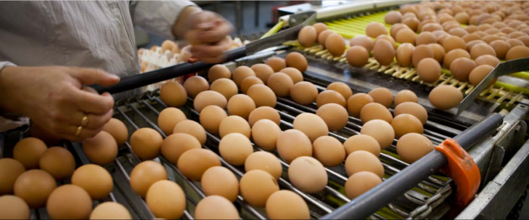 第六份EggTrack（非笼养鸡蛋追踪）年度报告展示全球非笼养鸡蛋进程