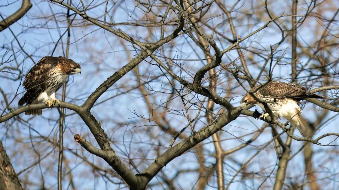 birdWatching
