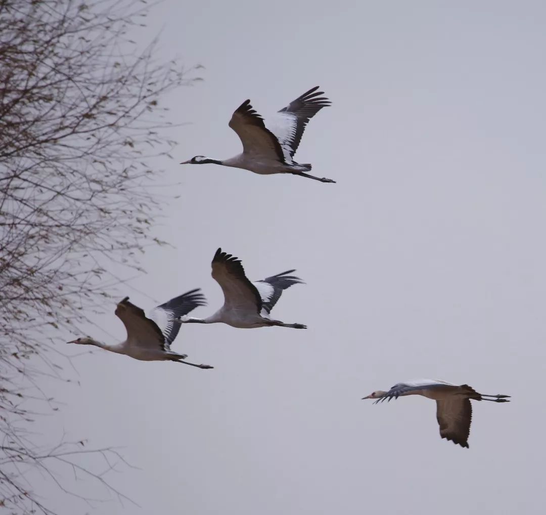 birdWatching