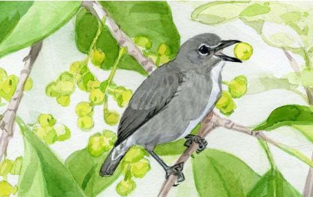 birdWatching