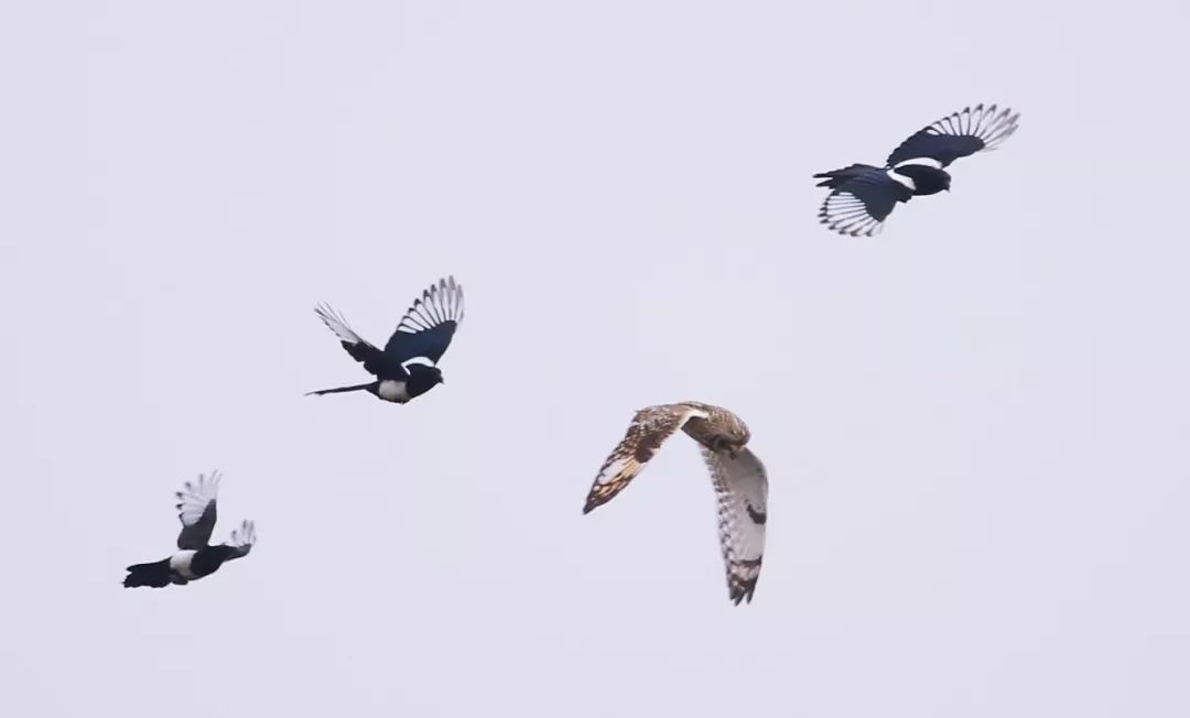 birdWatching