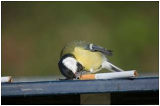 birdWatching