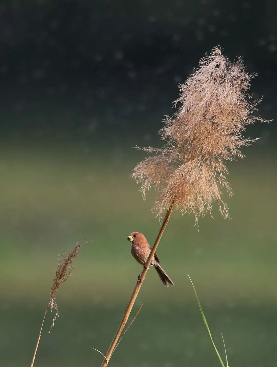 birdWatching