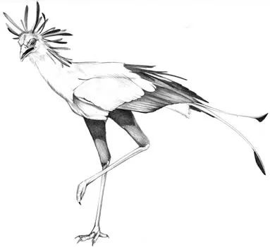 birdWatching