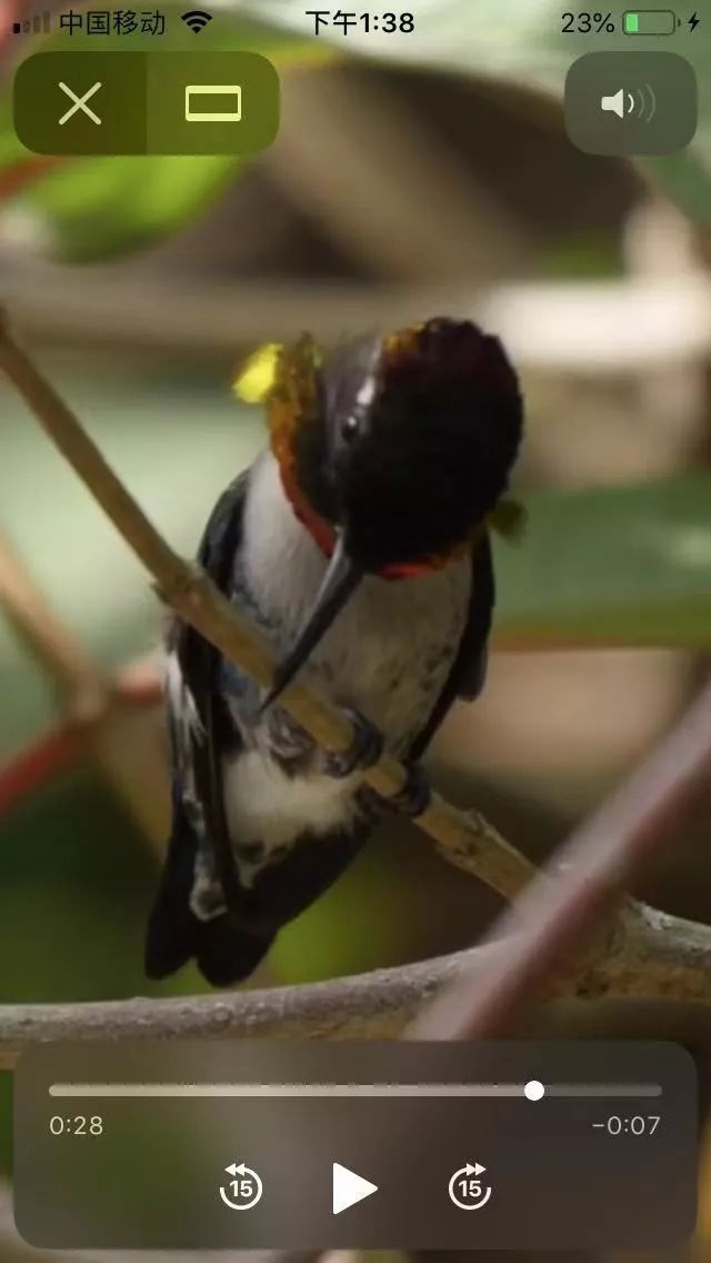 birdWatching