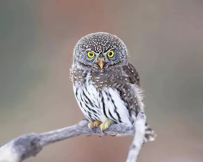 birdWatching