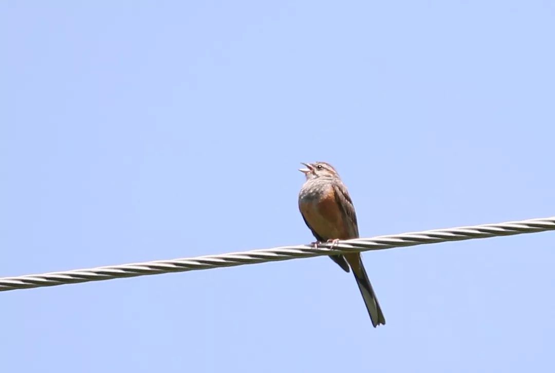 birdWatching