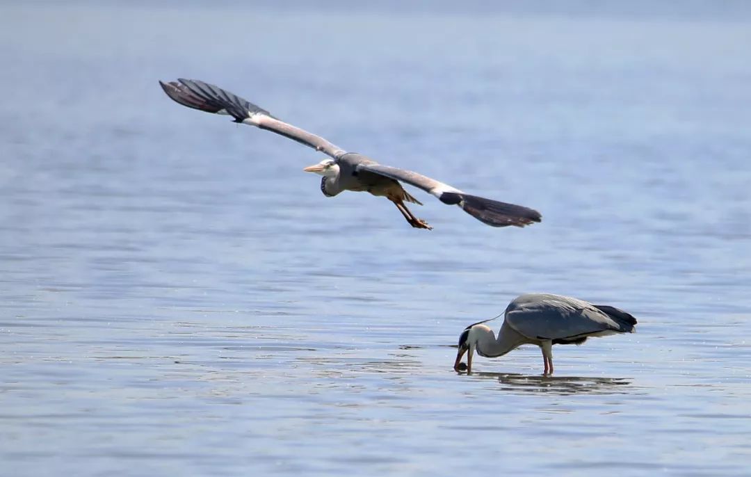 birdWatching