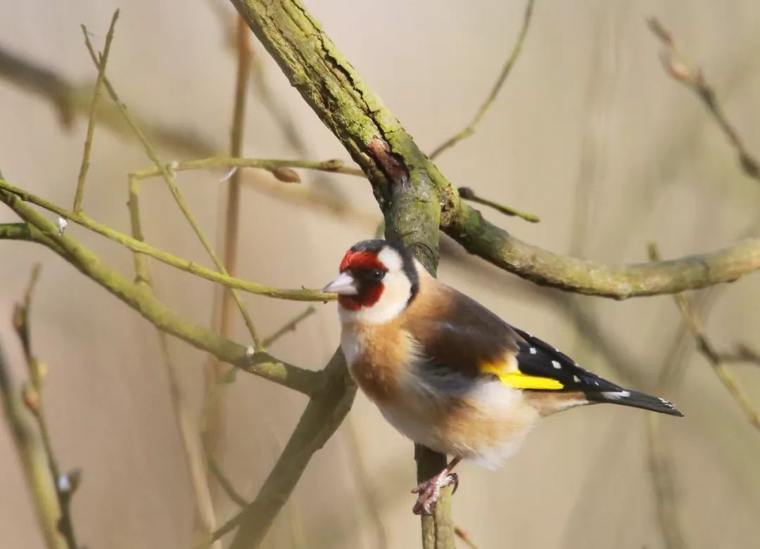 birdWatching