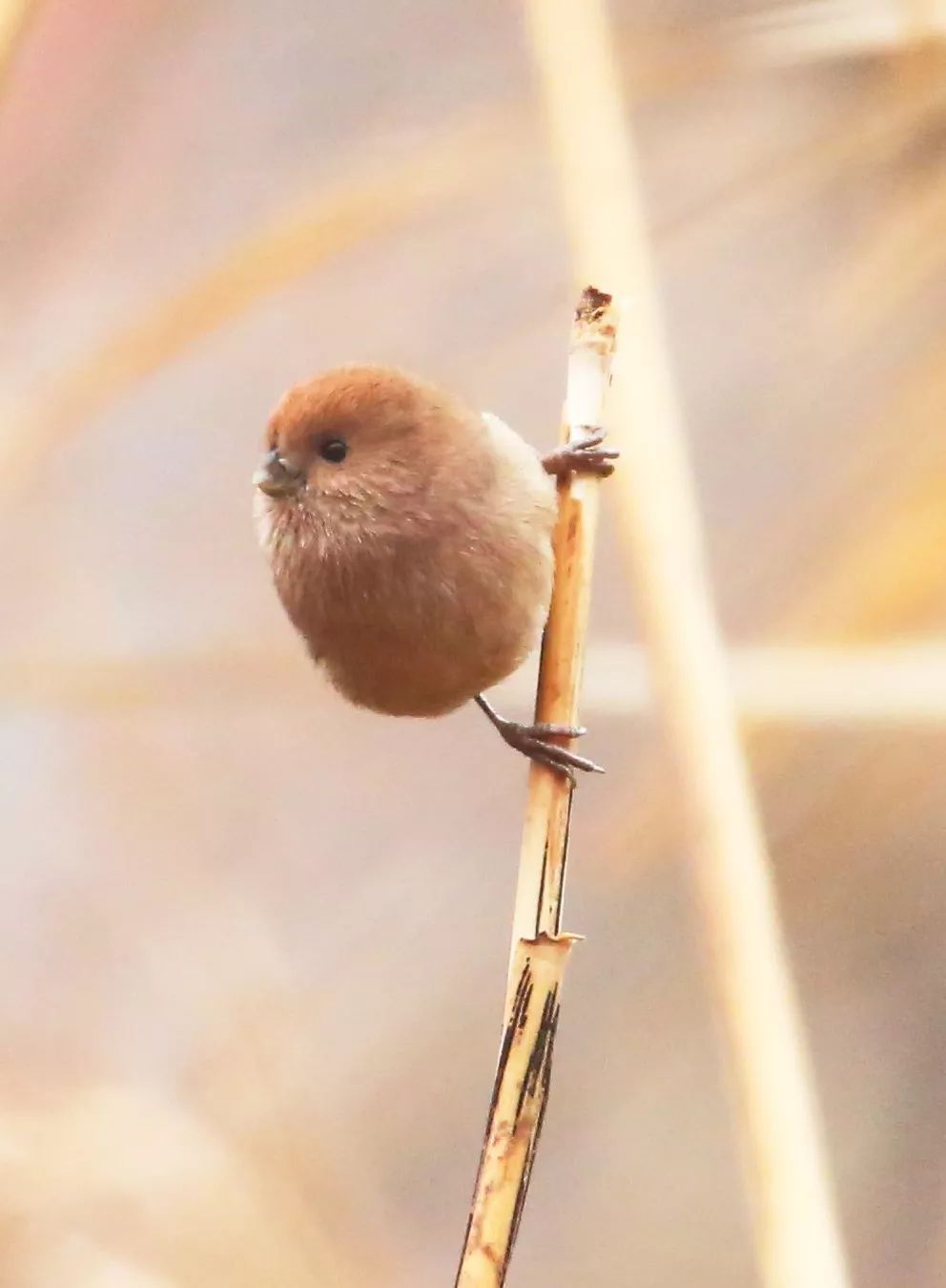birdWatching