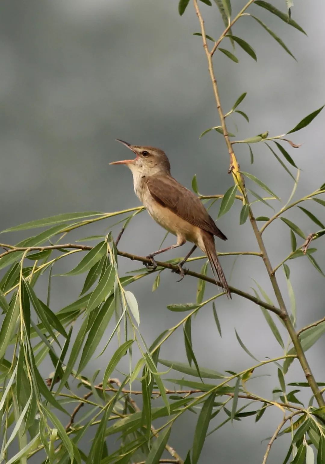 birdWatching