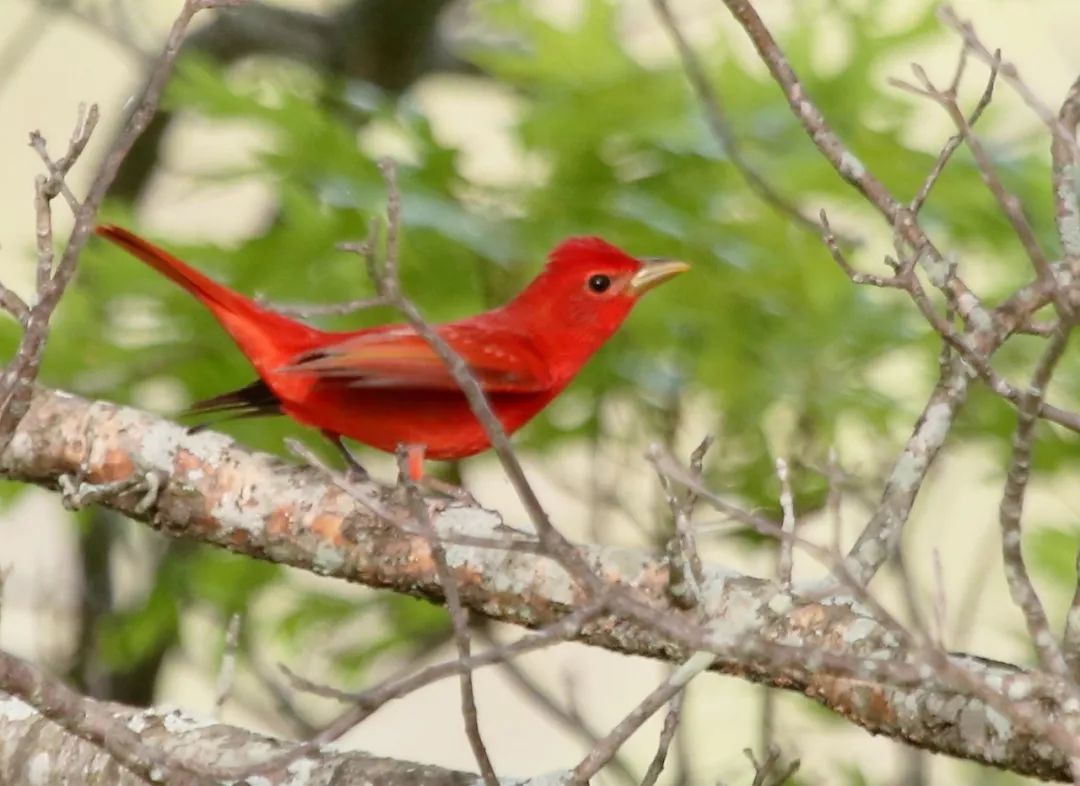 birdWatching