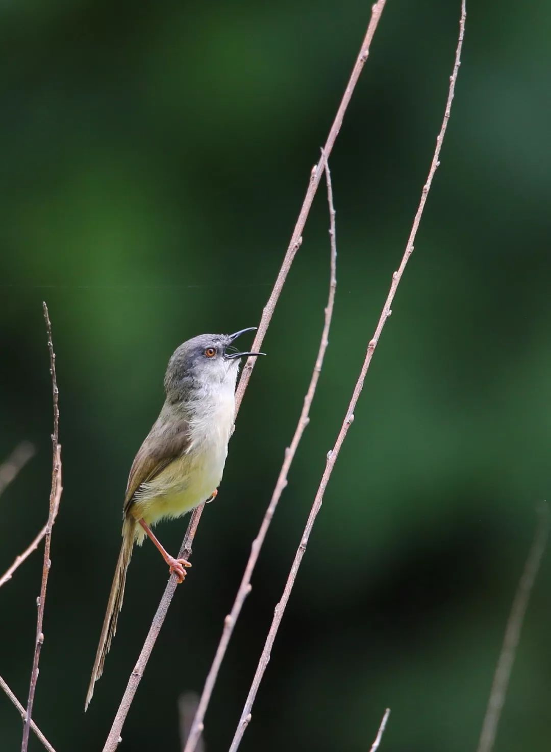 birdWatching