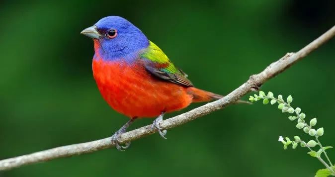 birdWatching