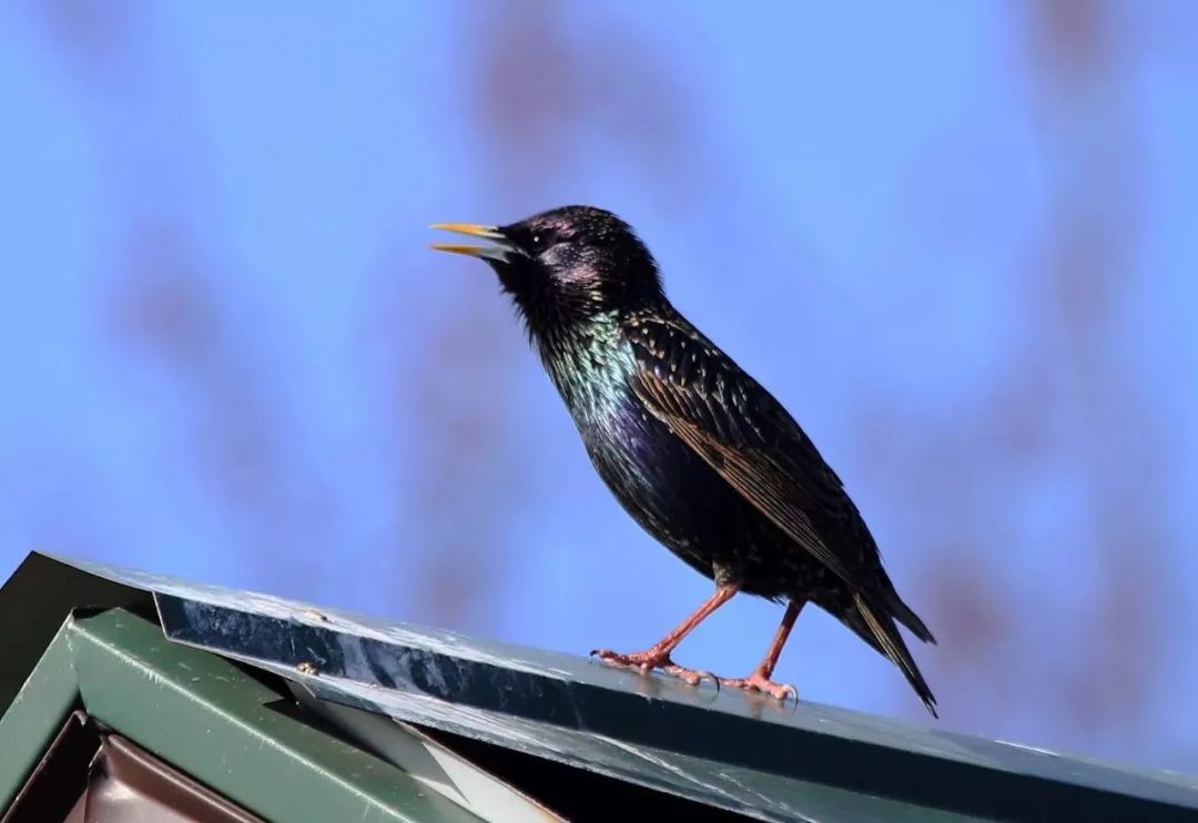 birdWatching