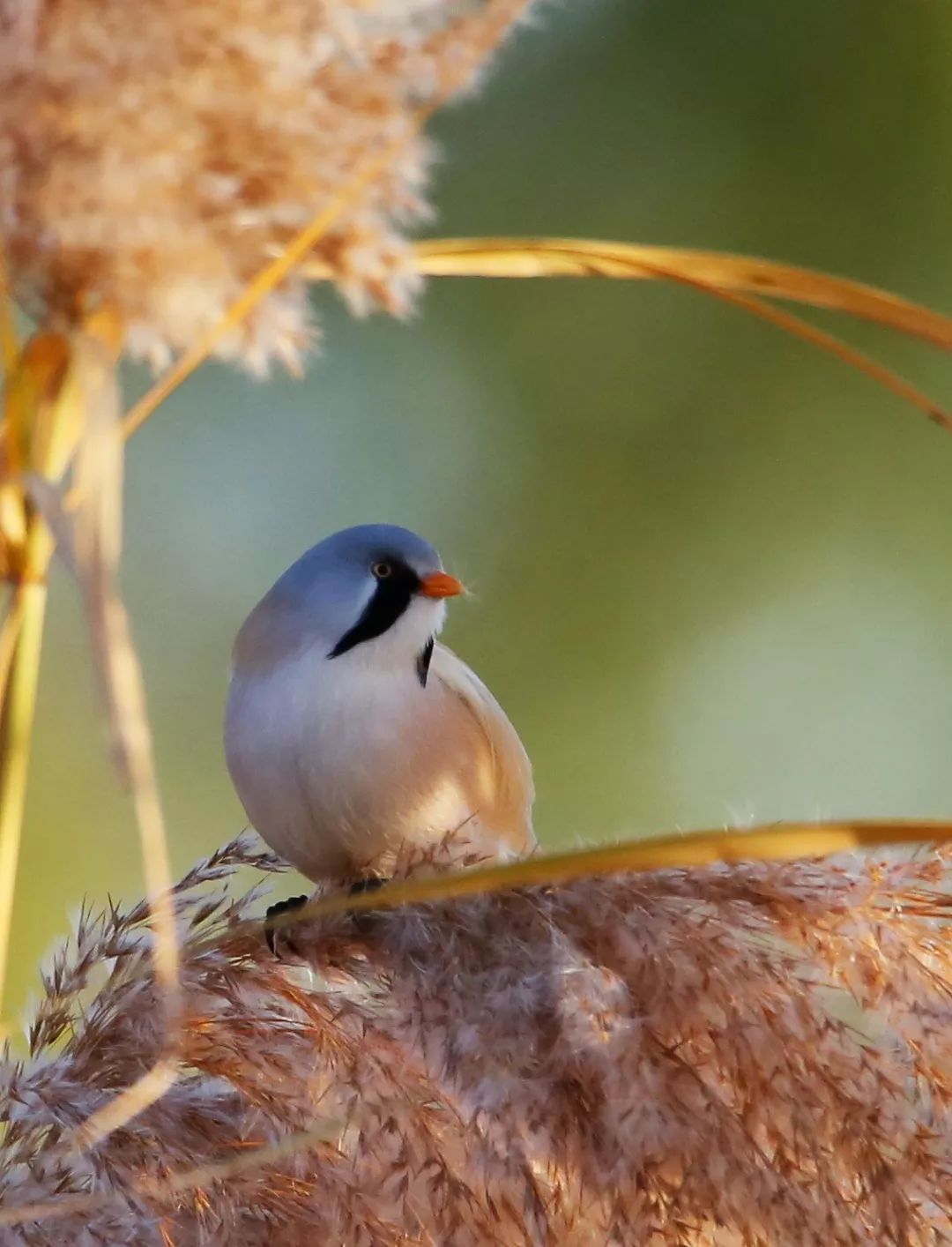 birdWatching