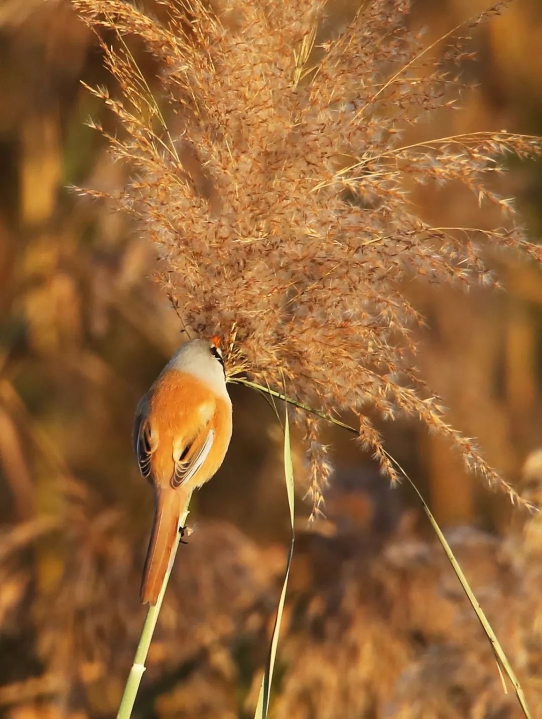 birdWatching