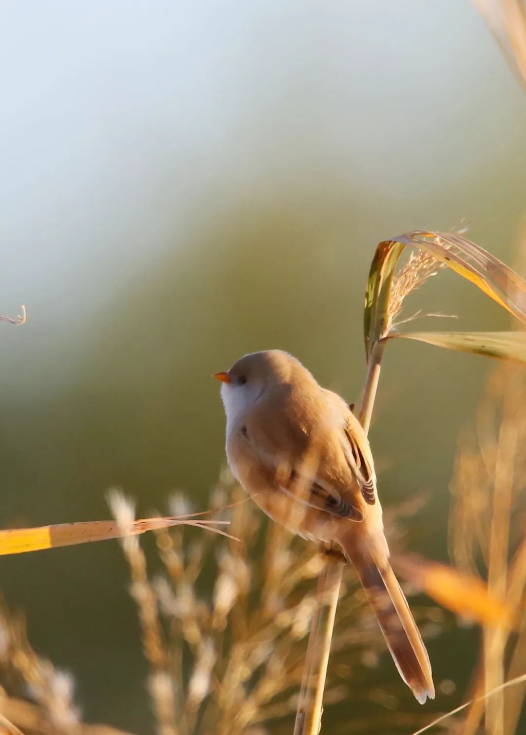 birdWatching