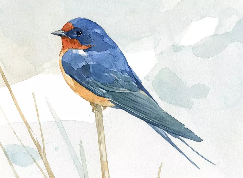 birdWatching