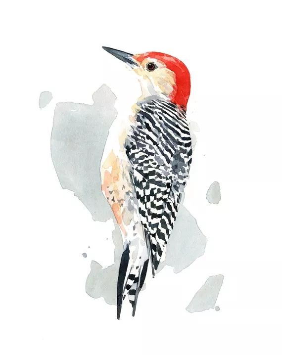 birdWatching