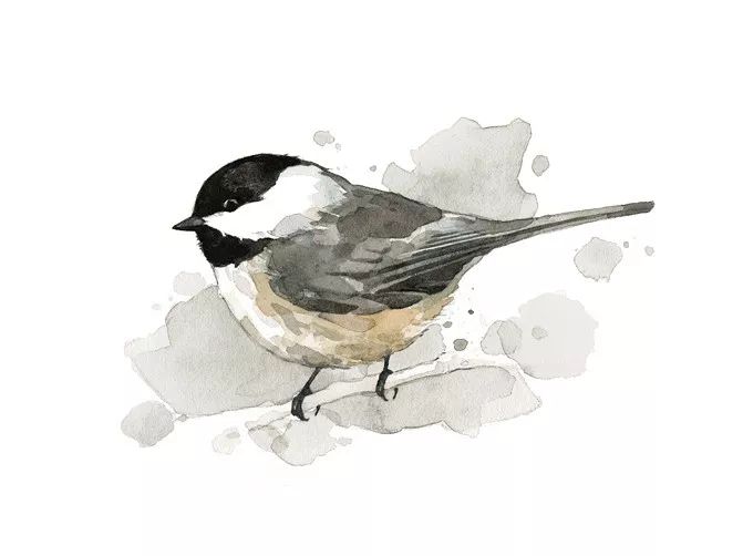 birdWatching