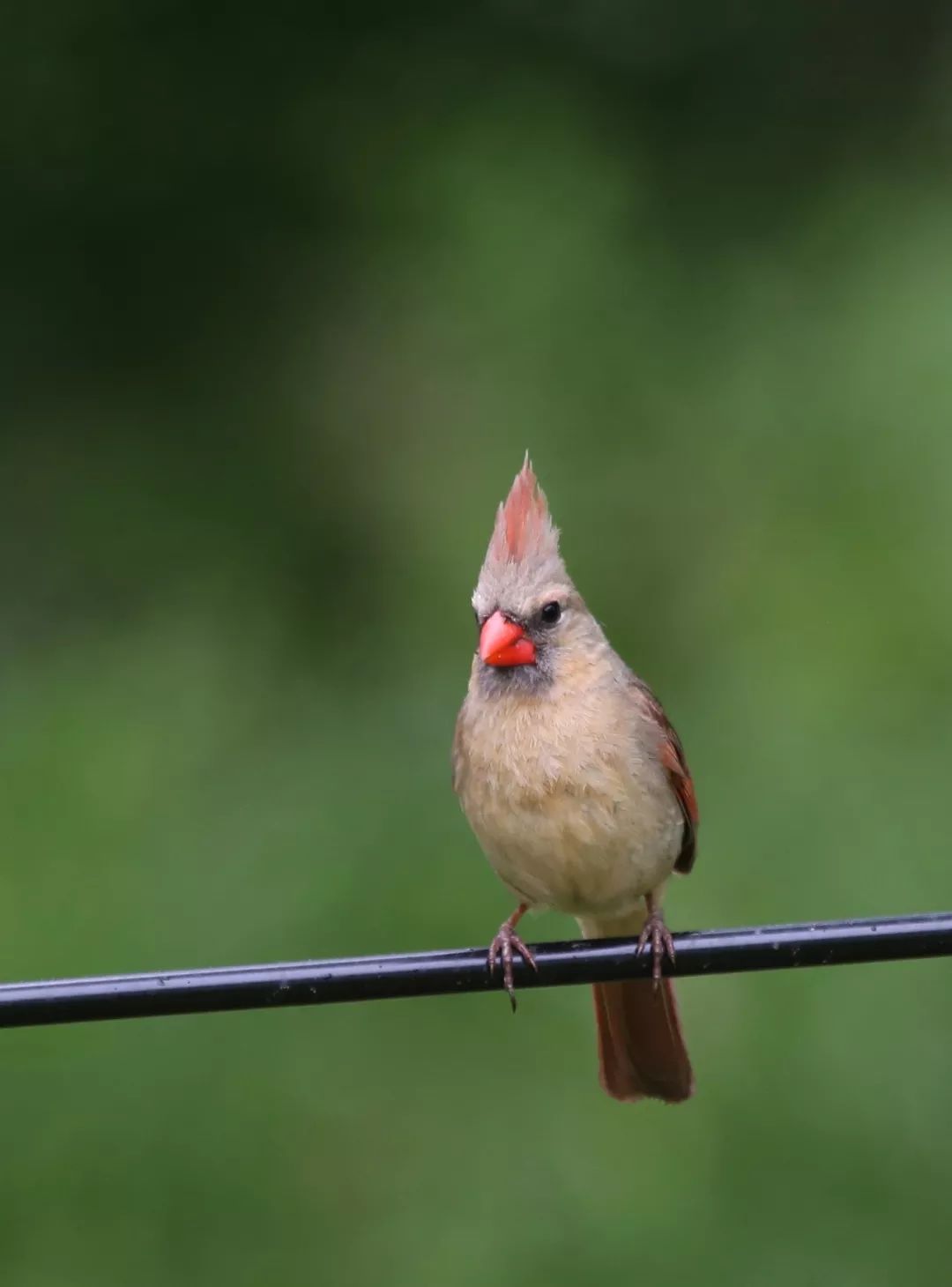 birdWatching