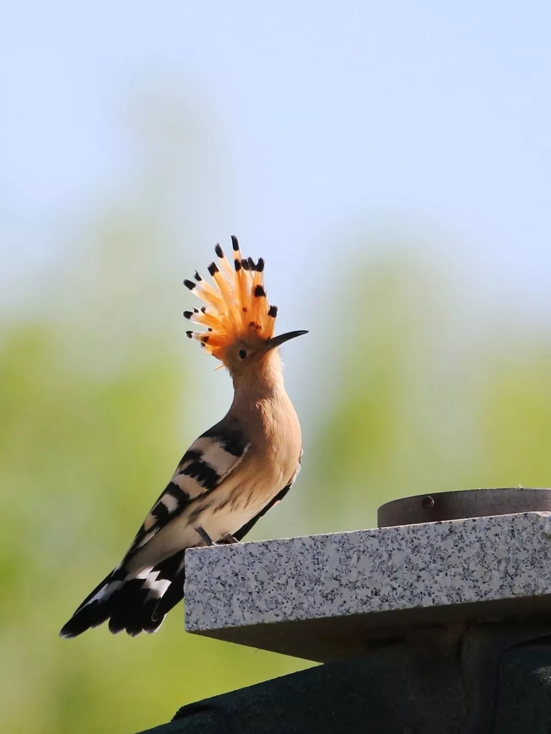 birdWatching