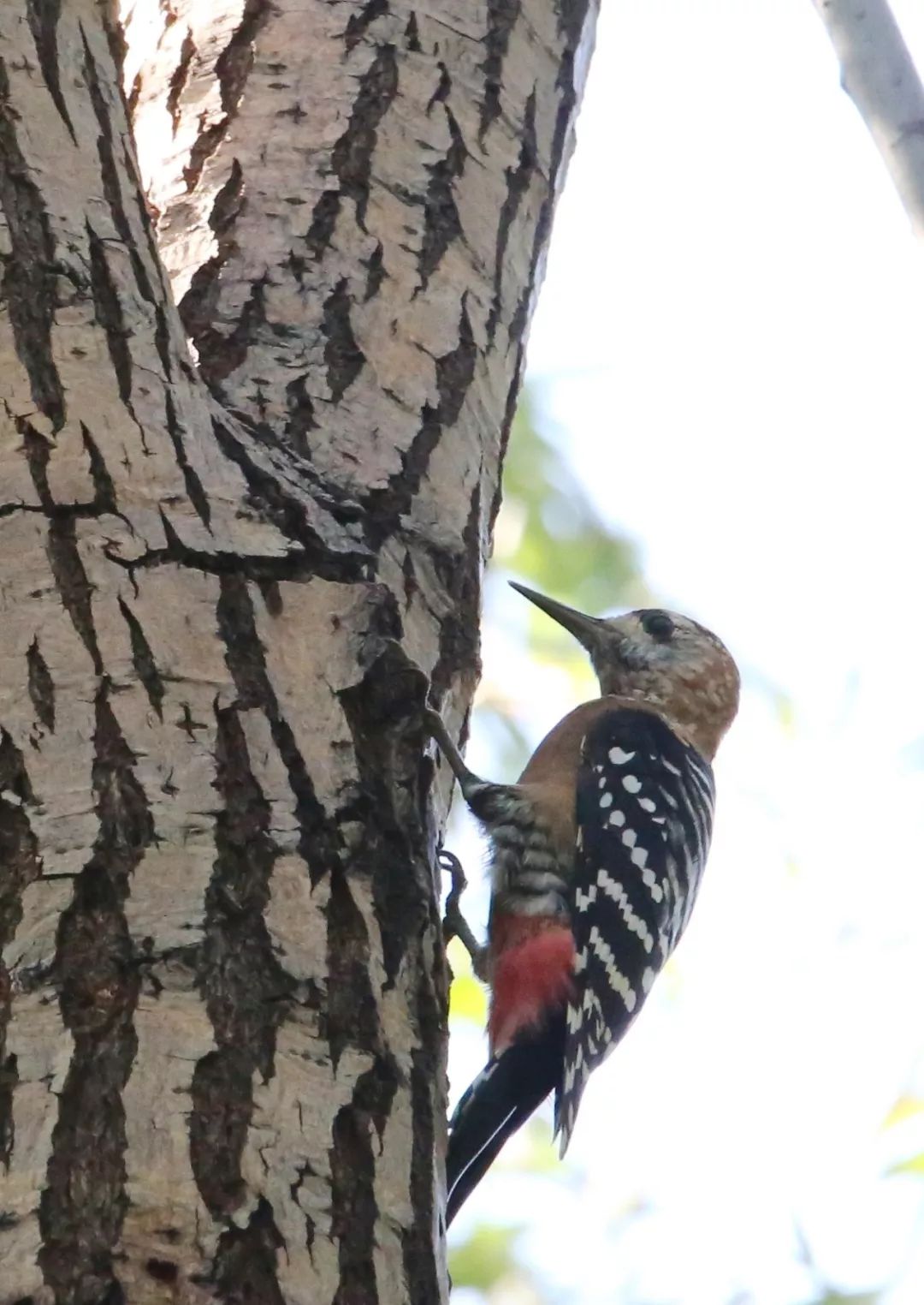 birdWatching