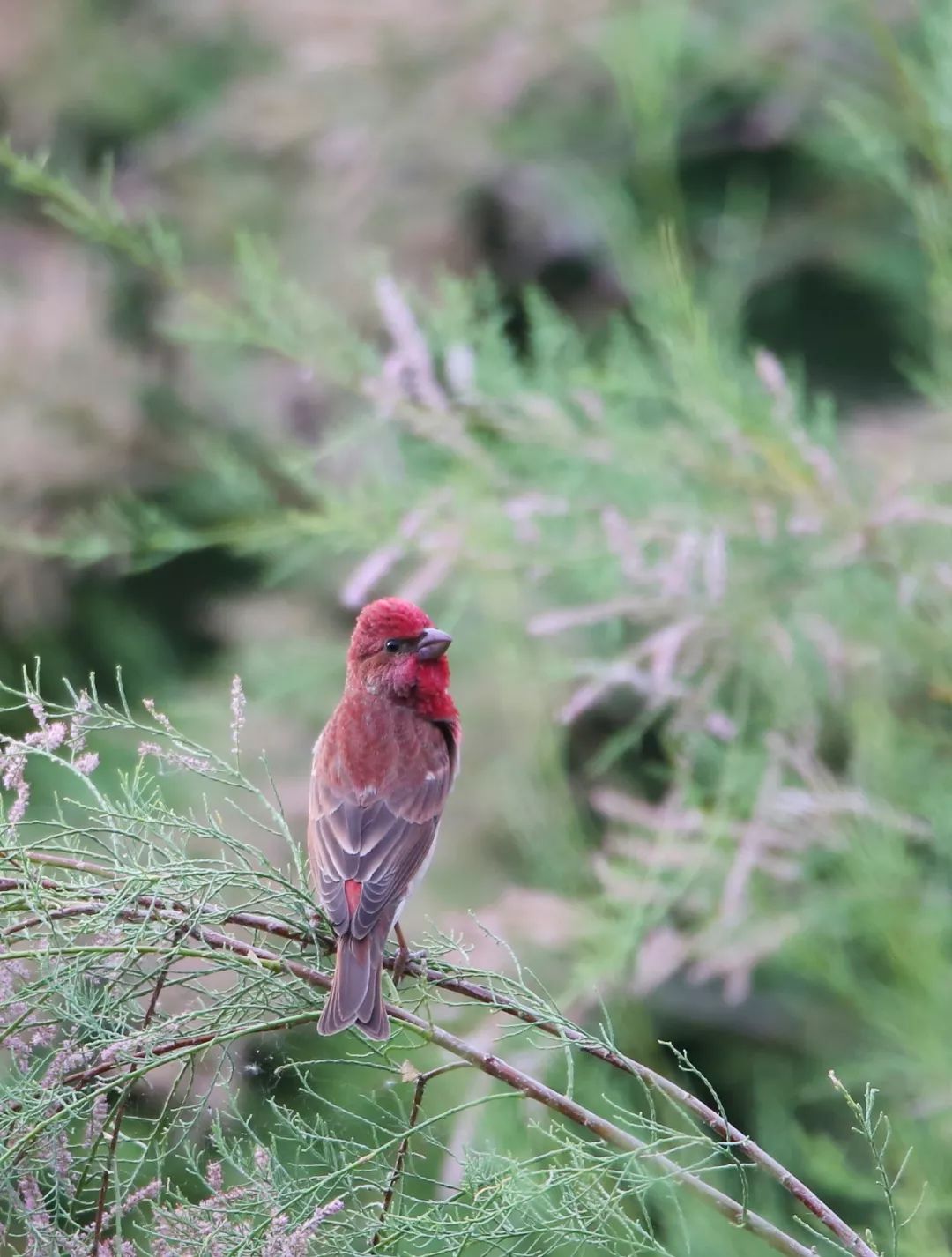 birdWatching