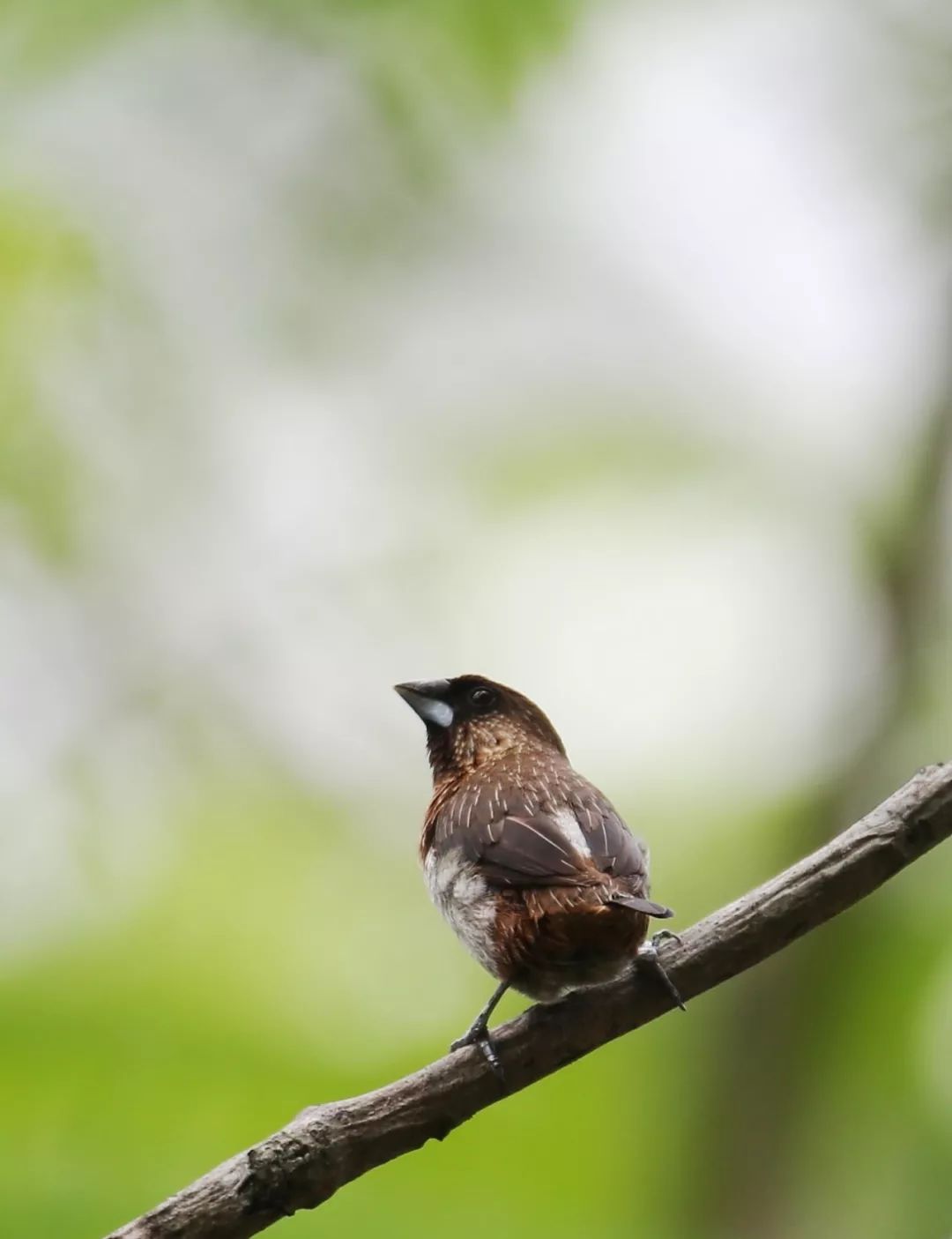 birdWatching