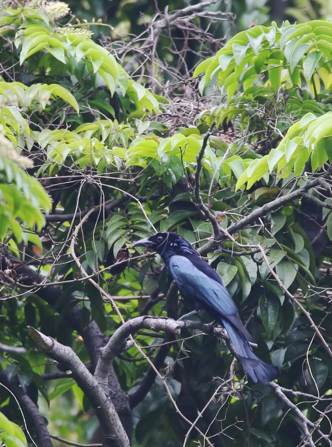 birdWatching