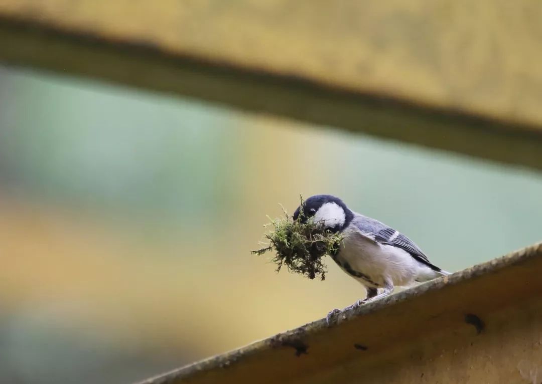 birdWatching