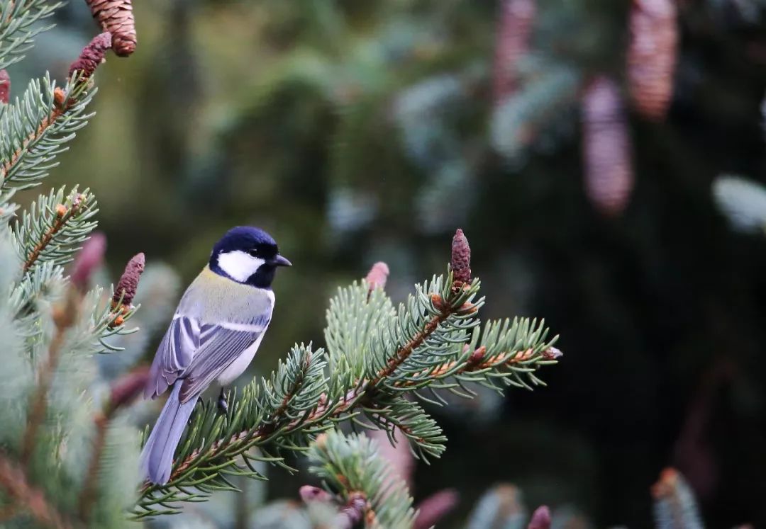 birdWatching