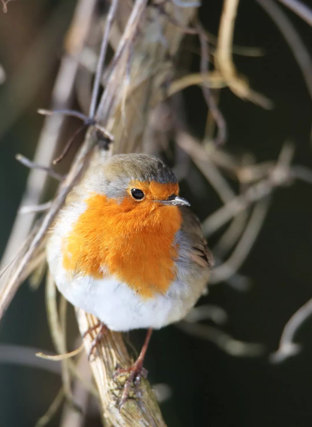birdWatching